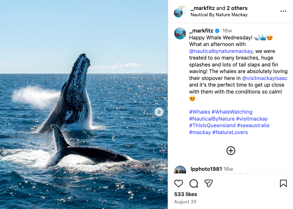Mark shares a series of whale watching photos showing humpback whales migrating near Mackay 